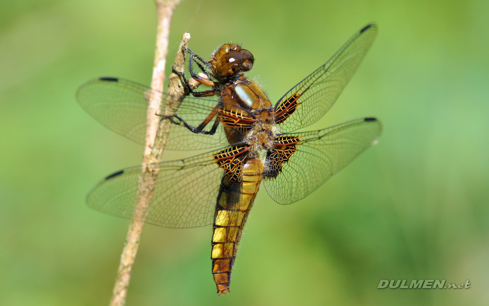 Broad-bodied Chaser (Female, Libellula depressa)